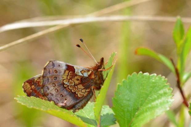Boloria frigga