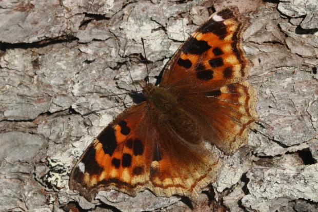 Nymphalis