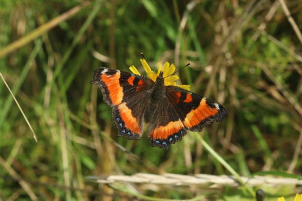 Aglais milberti