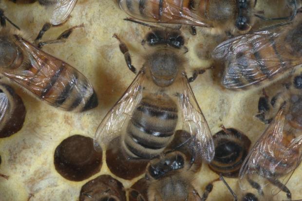 Apis mellifera workers