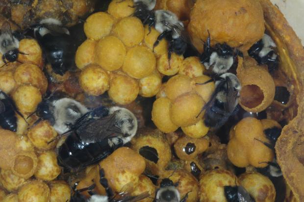 Nid de Bombus impatiens