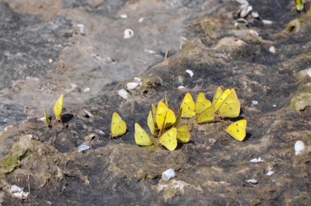 Colias philodice