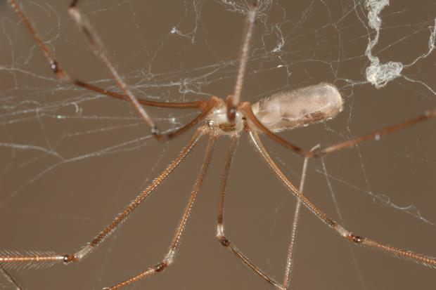Long-bodied cellar spider