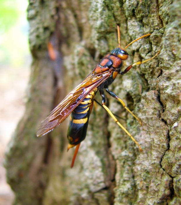 Tremex columba  