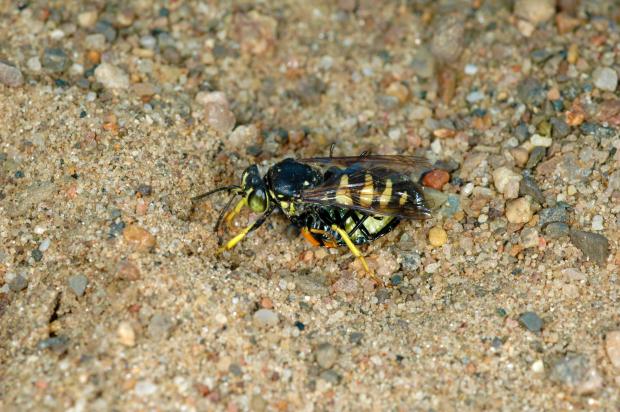  Bicyrtes quadrifasciatus 