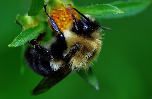 Bombus impatiens