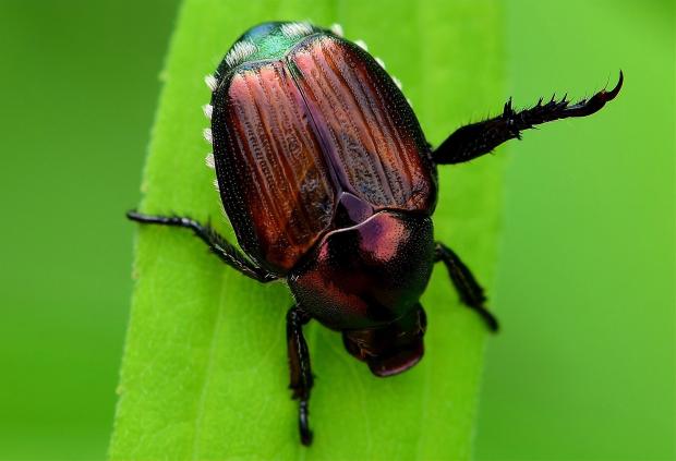 Japanese beetle