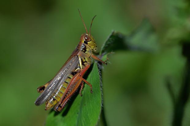 Marsh meadow grasshopper (short-winged brown grasshopper)
