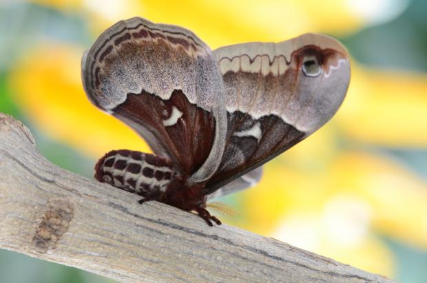  Callosamia promethea
