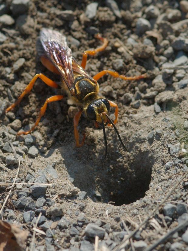 Sphex ichneumoneus  