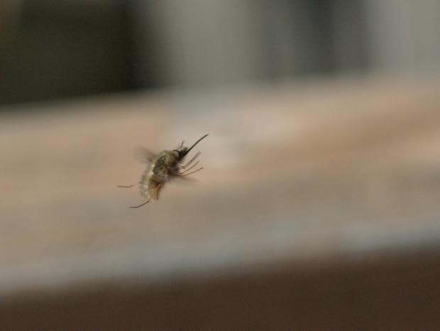 Bee flies
