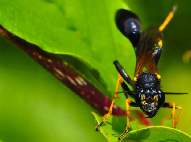 Sceliphron caementarium