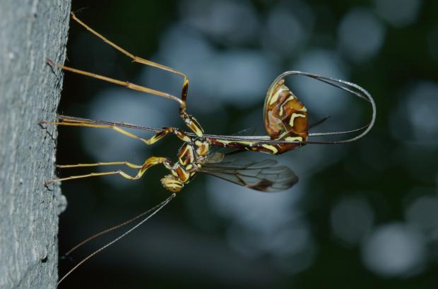 Megarhyssa macrurus