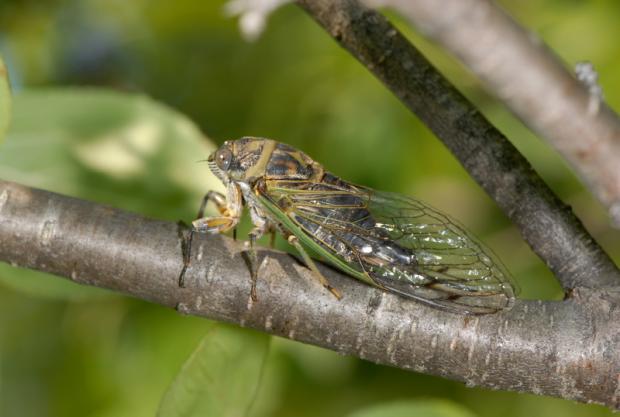 Dog-day cicada
