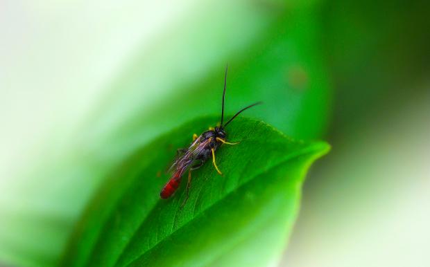 Ichneumonidae