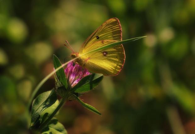 Colias philodice