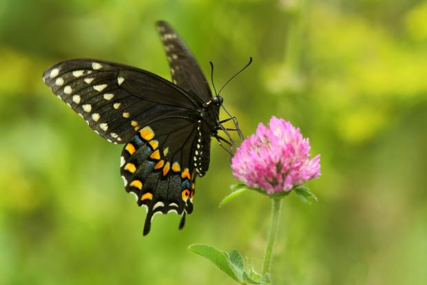 Papilio polyxenes