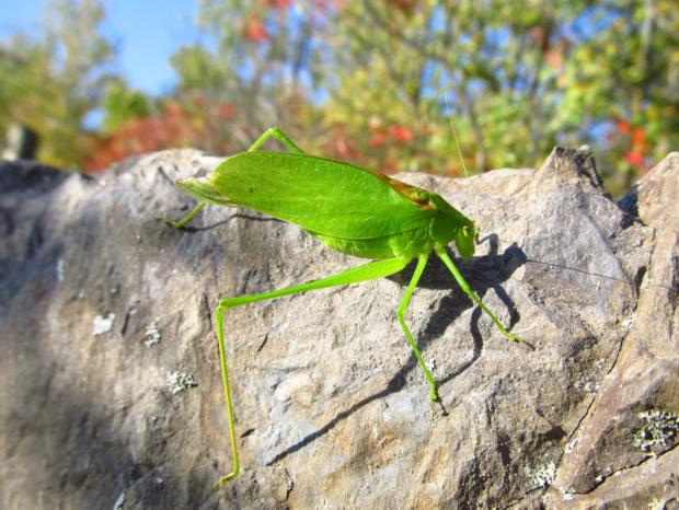 Oblong-winged katydid