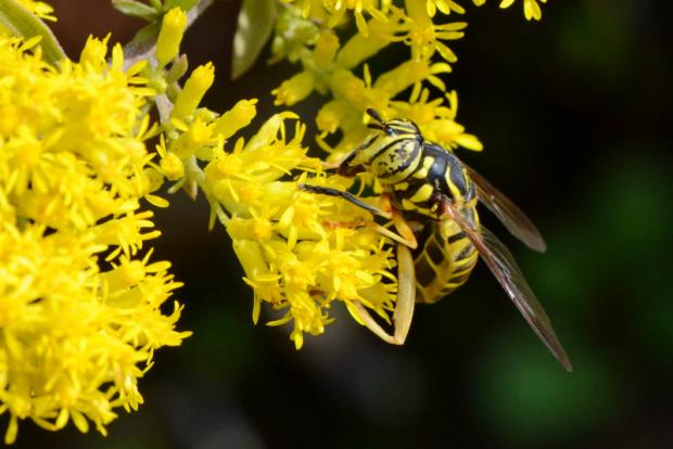 Syrphid flies