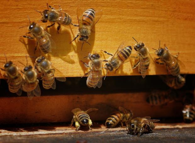 Apis mellifera workers