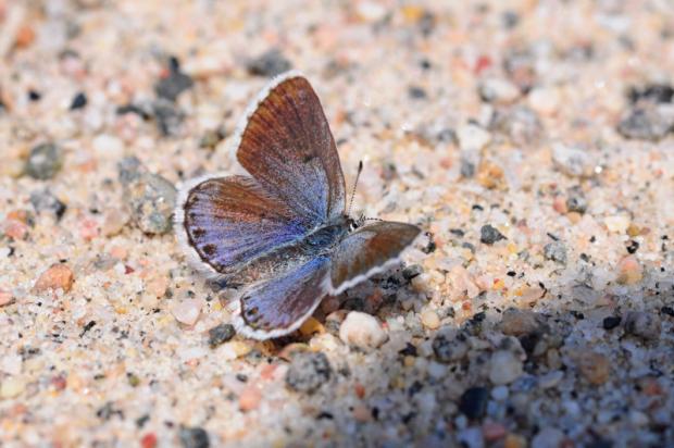 Gossamer-winged butterflies