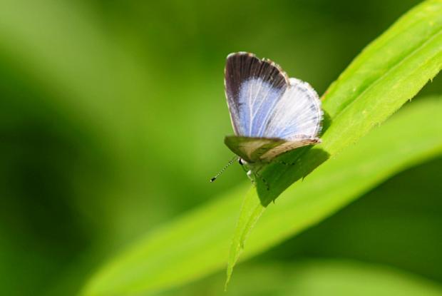 Gossamer-winged butterflies