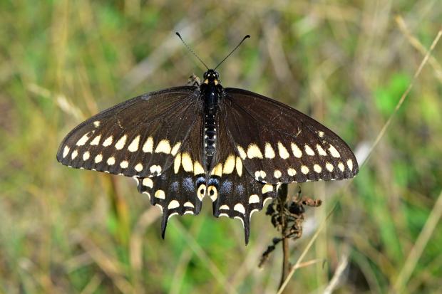 Papilio polyxenes