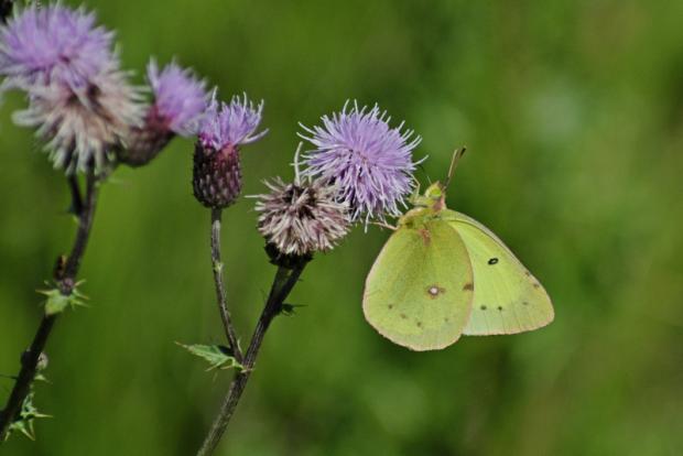 Colias philodice