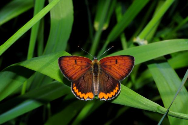 Gossamer-winged butterflies