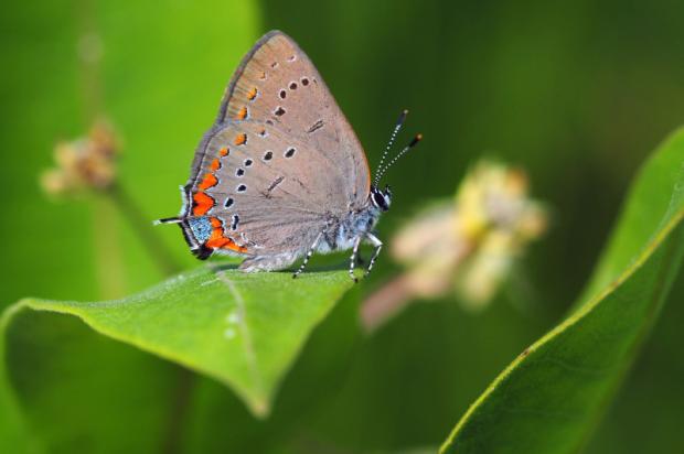 Gossamer-winged butterflies
