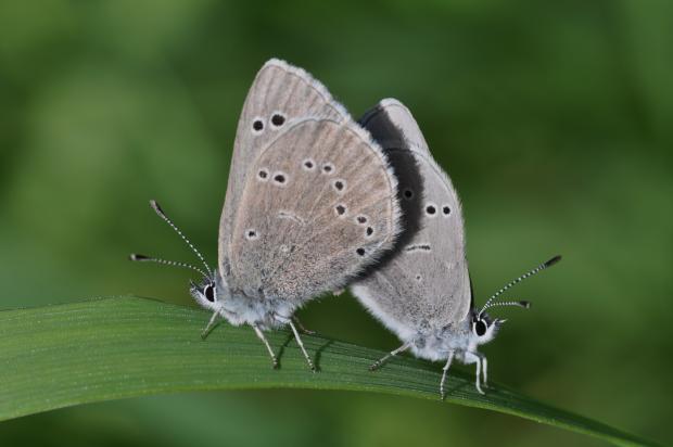 Glaucopsyche lygdamus