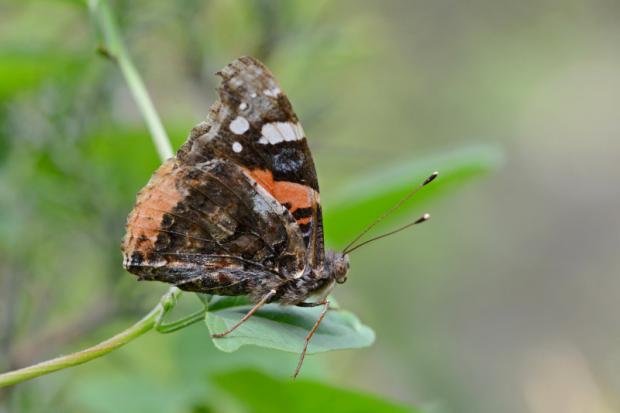 Vanessa atalanta