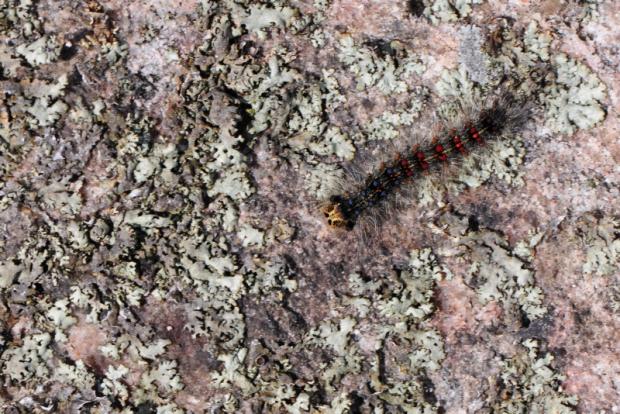 Gypsy moth