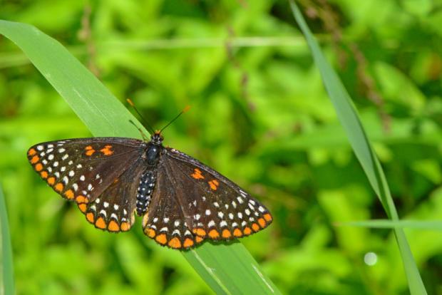 Euphydryas phaeton