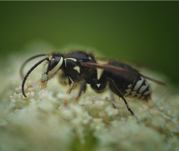 Dolichovespula maculata 
