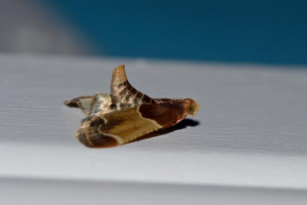 Meal moth