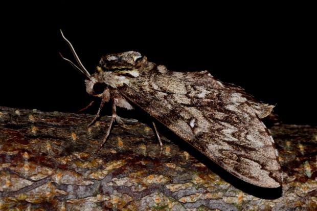 Waved sphinx