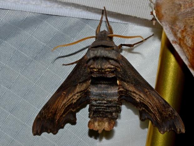 Sphinx d'Abbott