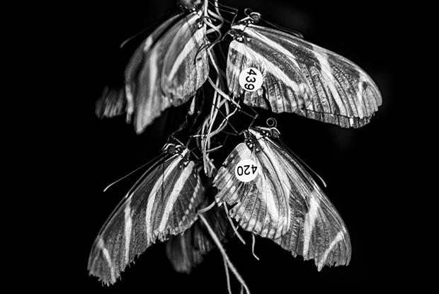 A Little Treatise on Noctivagant Entomology