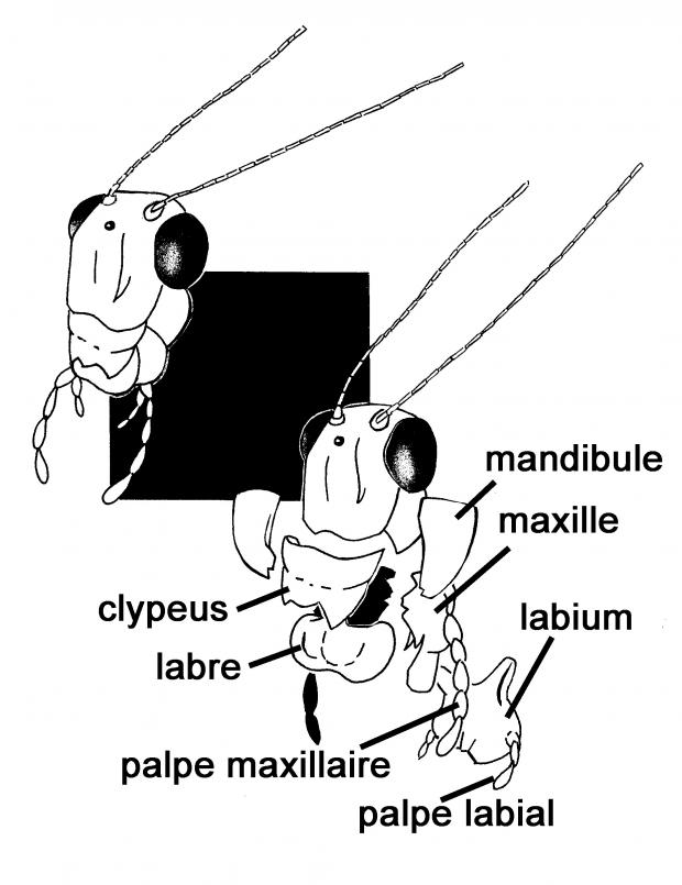 Identification des pièces buccales.
