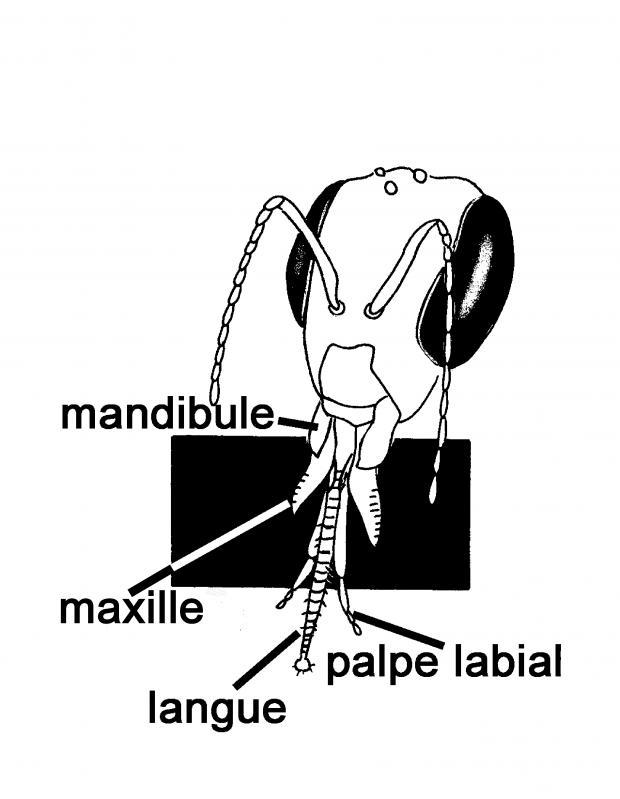 Langue de l'abeille domestique.