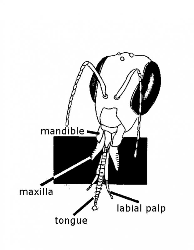 The tongue of the honey bee.