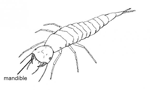Water beetle larva, Québec, Canada.