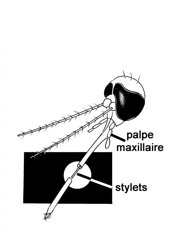 Stylets d'un moustique.
