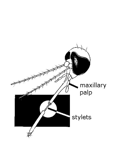 Stylets of the mosquito.