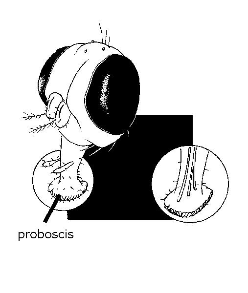 Proboscis of the fly.