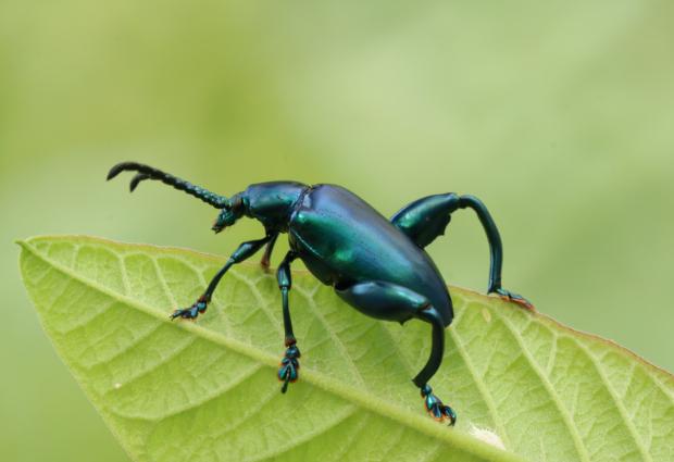 Insect from the beetle group.