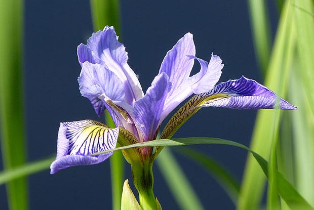 Iris versicolore, l'emblème floral du Québec