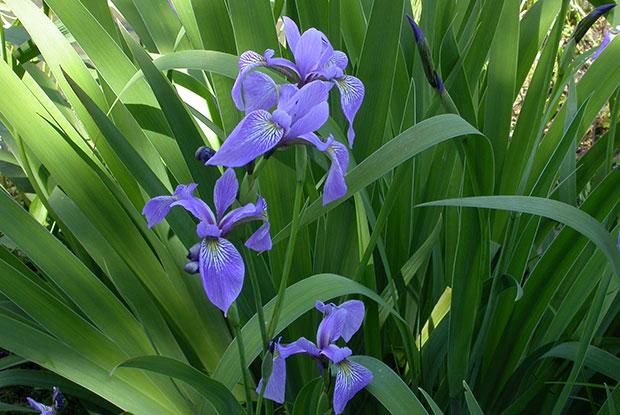 Iris versicolore, l'emblème floral du Québec