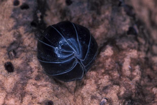 Woodlouse, Québec, Canada.